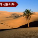 시냇가에심은나무 이미지