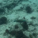 뷰티플리조트 | [25/26]겨울방학 맞이 발리(길리)여행7 - 바마나 리조트 (VAMANA RESORT) 터틀포인트, 거북이 숙소후기