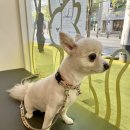 라파동물병원 이미지