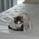 훤칠한고양이 이미지