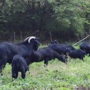 토고미농장 이미지