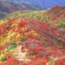 100세행복한의원 이미지