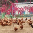 이정자농원 이미지