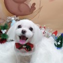 소망애견 이미지