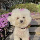 누가꽃이개 이미지