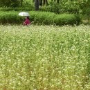 마루메밀 - 미추홀구 인주대로 162 | 마루메밀