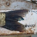 빵빵붕어빵 Daum카페