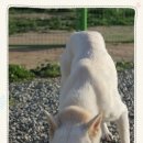 아루보리 이미지