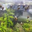 영동올뱅이집 이미지