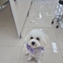 펫밀리샵 이미지