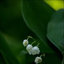 삼정마을 이미지