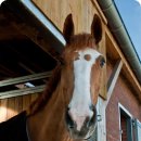 (주)미래정보통신 | 배당 높은 주식 순위, 전통적인 배당 강자, 통신주 및 전력주 비교