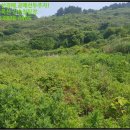 거문초동도분교장 이미지