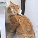 케어덴 동물치과&내과병원 | 고양이건강검진 케어덴동물병원 치과 내과 고양이친화병원