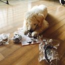 도기부기 이미지