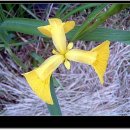 한붓꽃그림 이미지