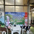 서암리농장 | 김포 연보람목장 체험 아기랑 갈만한곳 피자만들기 주말예약 성공 후기