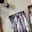 5/22일 목포수협선어위판장, 병어가 가장 맛있읉때! 황석어철 갑오징어 가격 떨어졌습니다. 10미병어 20미병어 30미병어 갑오징어 황 이미지