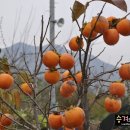 감남곡 네이버블로그