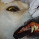 스텔라동물의료센터 이미지