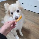 견생냥품 무인24시 의정부 고산점 | 의정부 무인펫샵 애견용품점 견생냥품 의정부중앙역점 강아지 간식 추천