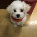 아이러브옵틱 | 비숑프리제 눈물: 티어젠+마이뷰옵틱 후기