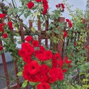 과연 !덩쿨장미 삽목 될까요? 이미지