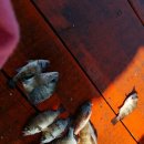 가배장사도펜션 이미지