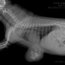 원종합동물병원 이미지