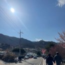 지막상점 | 26년 광양 매화축제 시작 3월 13일 금요일 방문 후기 (개화 상태, 주차, 셔틀버스)