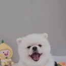 라니멍 이미지
