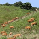 방목목장 이미지