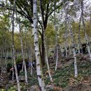 용인자연휴양림 이미지