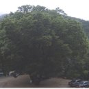 지음농산 | 대구 팔공산 파계사(把溪寺)
