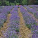 덕호농장 이미지