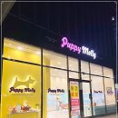 부산강아지분양 하이퍼피 | 부산강아지분양 퍼피몰리 후기｜훈련 상태 + 배냇미용 혜택까지