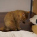 애월캐터리 이미지