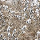 버들강아지 이미지