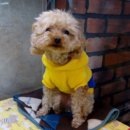 도그퀸 | 대전 유성 애견호텔, 애견샵 도그퀸 호텔링 후기