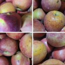 GAP 사과의 황제 감홍사과 50% 맛보기 이벤트 이미지