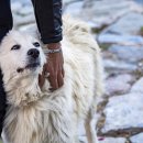 아이본 동물병원 이미지