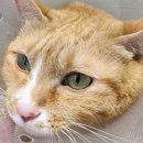 24시하나린동물의료센터 이미지