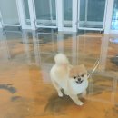 미용하개 이미지