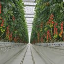 케이에스팜(주) 이미지