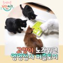 안녕, 멍멍아 | 고양이 사료토 예방! 멍멍집사 노즈워크 퍼즐 토이 솔직 후기