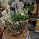 화석(규화목) 이미지