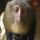 늘씬한 몸매에 금발 " 신 종 원숭이 " 발견 이미지