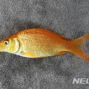 백달낚시터 이미지