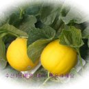 영희농장 이미지