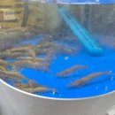 공설시장(1층,2층) | 궁평항 수산시장 초장집(1층, 2층, 온누리환급)